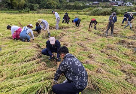 [SDGs #60] Sake rice harvesting and straw barrel making