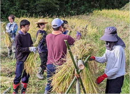 #66 Rice Harvesting (Pesticide-Free Rice Farming)